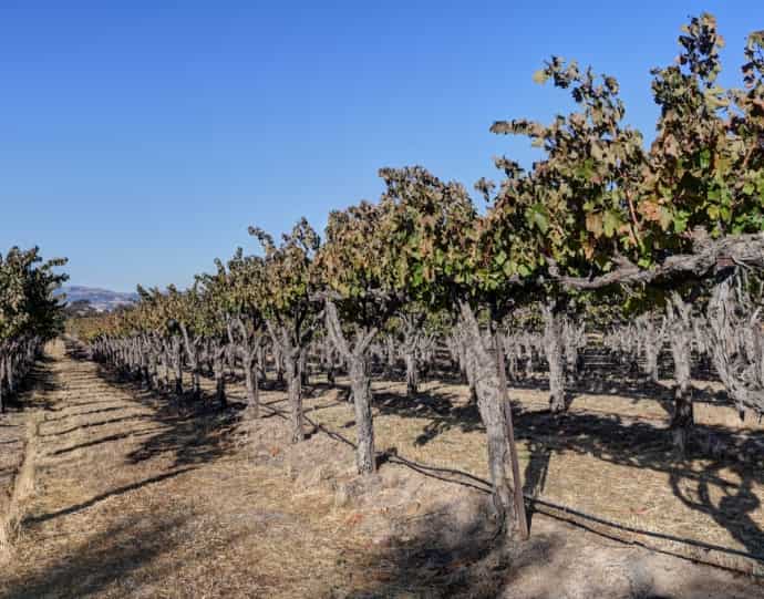 Explore Central Coast’s more than 200 wineries
