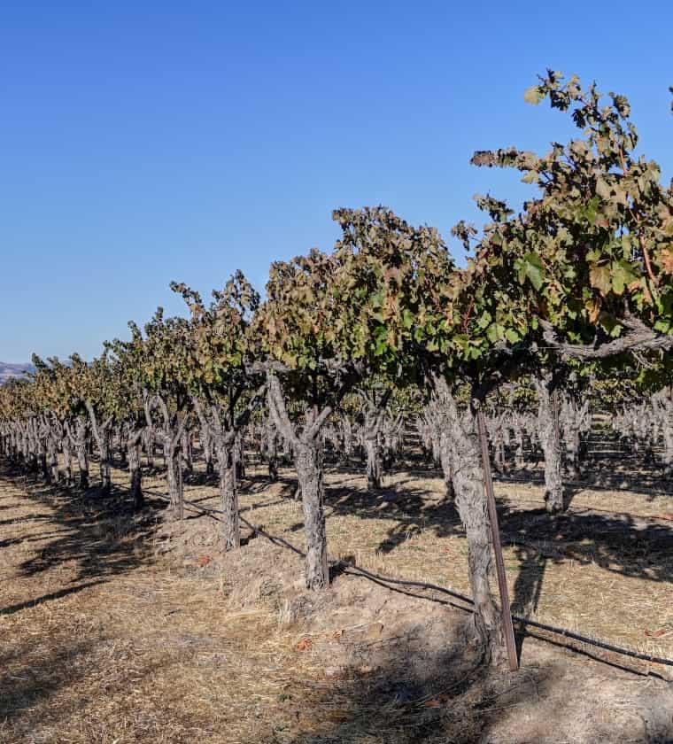 Explore Central Coast’s more than 200 wineries